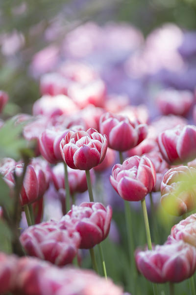  close up of beautiful violet tulips, Trauttmansdorff botanic garden, Bolzano province, South Tyrol, Trentino Alto Adige, Italy, Europe, 