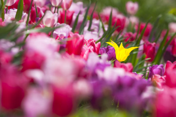 a close up of a beautiful yellow flower surrounded by violet tulips, Trauttmansdorff botanic garden, Bolzano province, South Tyrol, Trentino Alto Adige, Italy, Europe, 