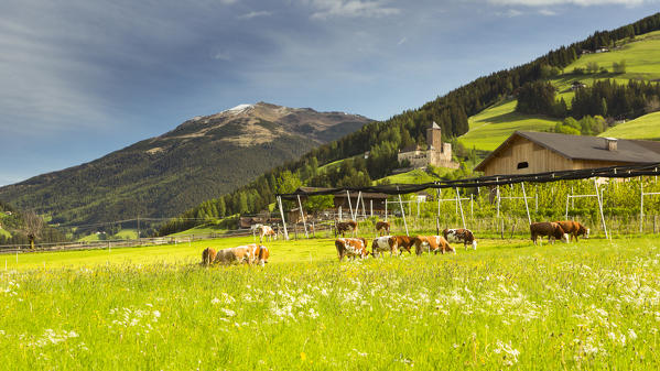 a view of Sarntal with the Castle of Burg Reinegg in the background and some cows in foreground, Bolzano province, South Tyrol, Trentino Alto Adige, Italy