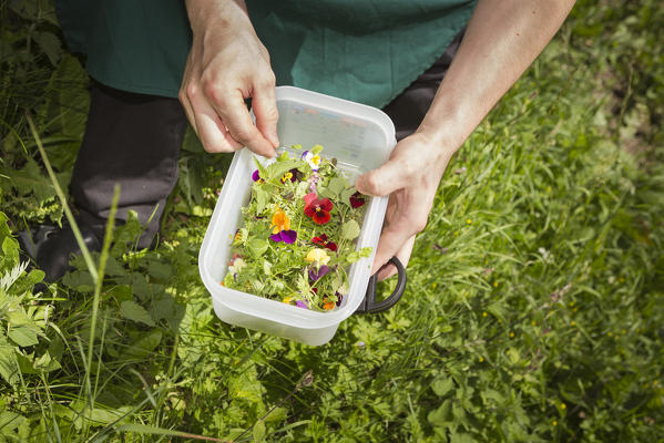 the chef pick herbs and flowers up in order to cook traditional dishes, Bolzano province, South Tyrol, Trentino Alto Adige, Italy