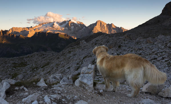 a dog looks at a beautiful sunset on the Marmolada. Bolzano province, South Tyrol, Trentino Alto Adige, Italy