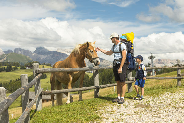 a family of tourists stands in front of a beautiful horse on the Seiser Alm, (Alpe di Siusi), Bolzano province, South Tyrol, Trentino Alto Adige, Italy