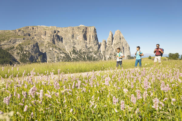 a family is walking on the Seiser Alm, (Alpe di Siusi), with beautiful flowers in foreground and the Schlern in the background