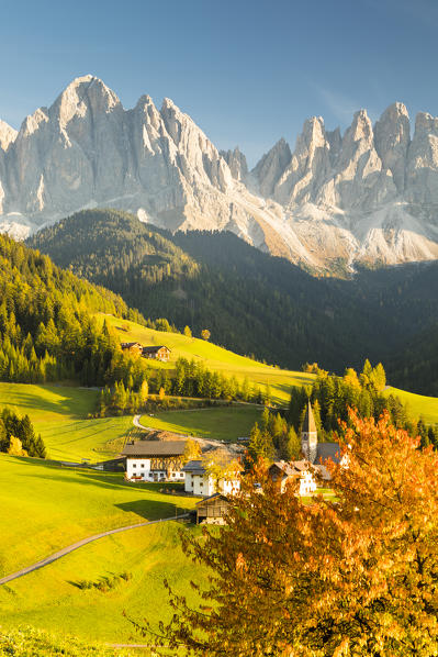 an autumnal view of Villnössertal with a cherry tree in the foreground and the Geisler Group in the back ground, Bolzano province, South Tyrol, Trentino Alto Adige, Italy