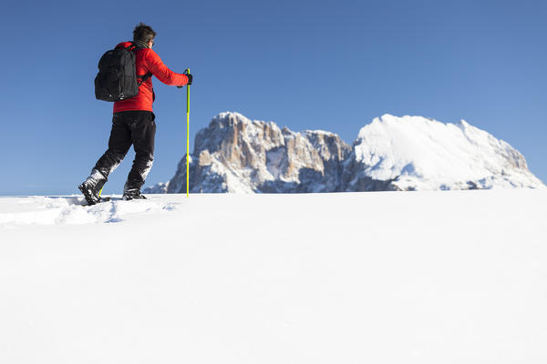 a hiker is trekking with snowshoes on the Seiseralm with Langkofel and Plattkofel in the background, Bolzano province, South Tyrol, Trentino Alto Adige, Italy