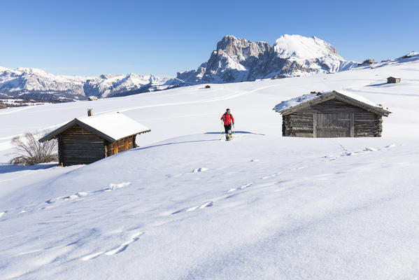 a hiker is trekking with snowshoes on the Seiseralm with Langkofel and Plattkofel in the background, Bolzano province, South Tyrol, Trentino Alto Adige, Italy