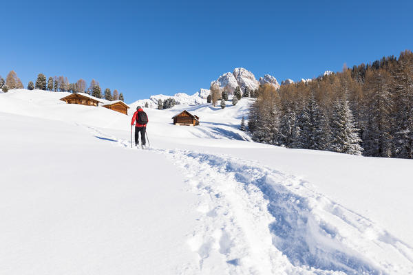 a hiker is walking with snowshoes in Val Gardena with the Geisler Group in the background, Bolzano province, South Tyrol, Trentino Alto Adige, Italy