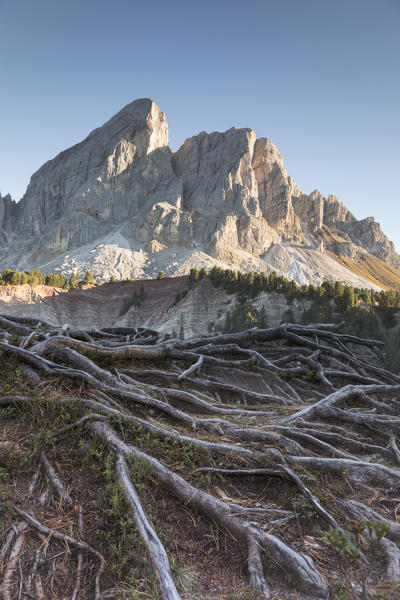 a view of the Peitlerkofel with an intricate maze of roots in the foreground, Bolzano province, South Tyrol, Trentino Alto Adige, Italy