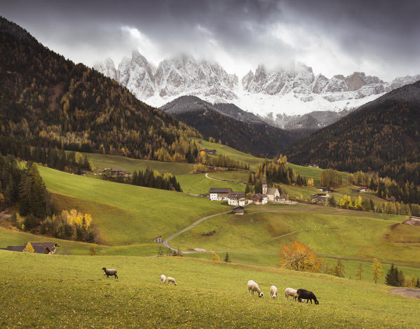 an autumnal view of the Villnössertal with some sheeps and the Geisler Group in the background, Bolzano province, South Tyrol, Trentino Alto Adige, Italy