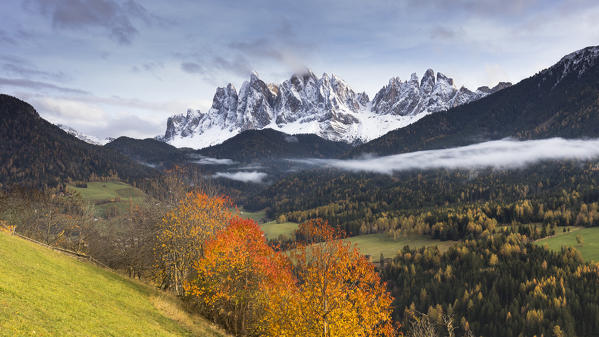 a view of an autumnal sunset in Villnössertal, with red and orange sherry trees and the Geisler Group in the background, Bolzano province, South Tyrol, Trentino Alto Adige, Italy