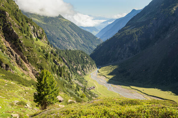 A Tree overlooking the Plateau of Sulzenau with the Stubai Valley in the background, Neustift im Stubaital, Innsbruck Land, Tyrol, Austria, Europe