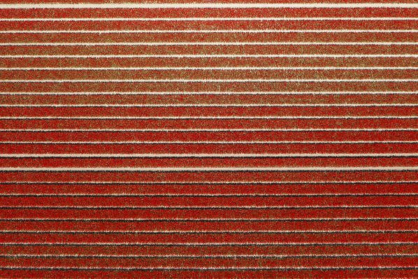 Red rows in an aerial view of tulips field (Sint Maarten, Schagen municipality, Dutch, North Holland, Netherlands)