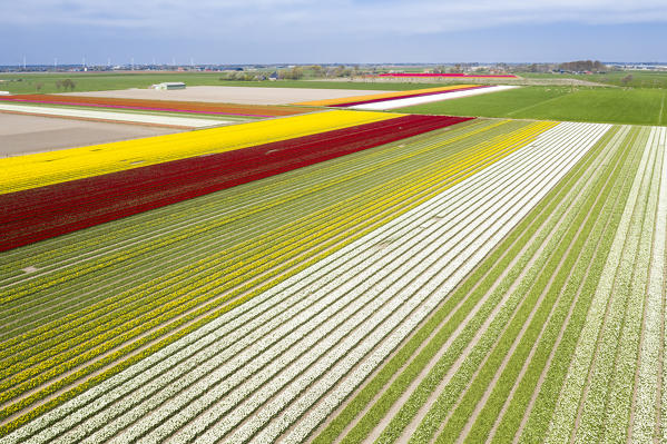 Aerial view of a multicolor tulips field (Warmenhuizen, Schagen municipality, Dutch, North Holland, Netherlands) 