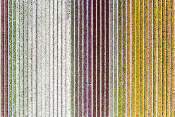 Aerial view of a multicolor tulips field (Warmenhuizen, Schagen municipality, Dutch, North Holland, Netherlands) 