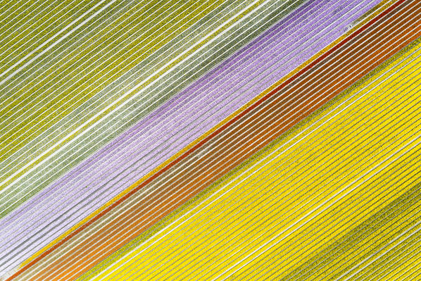 Multicolor tulips stripes in an aerial view (Warmenhuizen, Schagen municipality, Dutch, North Holland, Netherlands) 