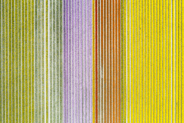 Multicolor tulips stripes in an aerial view (Warmenhuizen, Schagen municipality, Dutch, North Holland, Netherlands) 