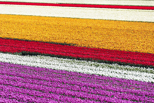Multicolor stripes in a view of tulips field (Sint Maarten, Schagen municipality, Dutch, North Holland, Netherlands) 