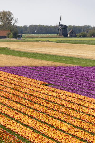 Holland countryside during tulips blooming in front of windmills (Sint Maartensbrug, Schagen municipality, Dutch, North Holland, Netherlands)