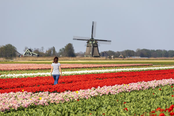 A girl is walking in a tulips field in front of windmill (Schagerbrug, Schagen municipality, Dutch, North Holland, Netherlands) (MR)