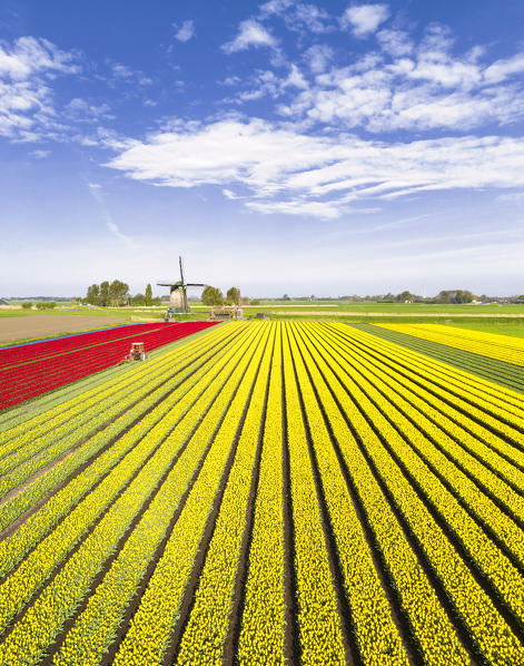 Red and yellow tulips in a multicolor tulips field near the De Kaagmolen windmill (Opmeer municipality, North Holland, Netherlands) 