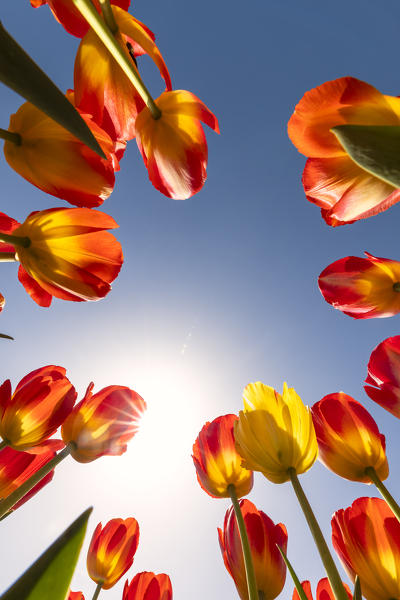 Bottom view inside a field of red and yellow tulips (Hillegom municipality, South Holland, Netherlands) 