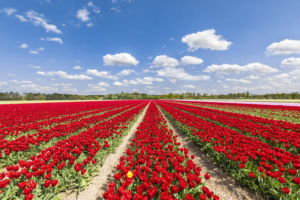 Yellow tulip in a field of red tulips (Lisse, South Holland, Netherlands) 
