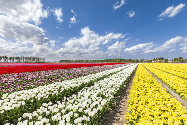 Yellow, white, violet and red tulips in a multicolor tulips field (Lisse, South Holland, Netherlands)