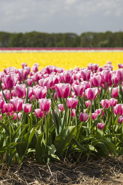 Yellow and pink tulips in a multicolor tulips field (Lisse, South Holland, Netherlands)
