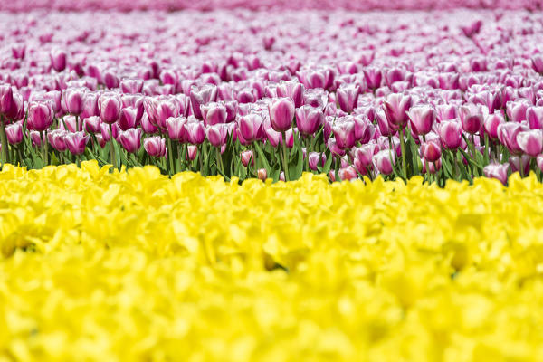 Detail of yellow and pink tulips in a multicolor tulips field (Lisse, South Holland, Netherlands)
