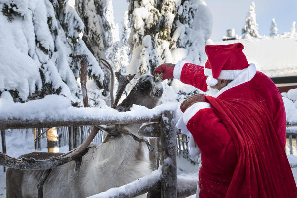 Santa Claus give food to reindeer (Ruka, Kuusamo, Northern Ostrobothnia region, Lapland, Finland, Europe) (MR)