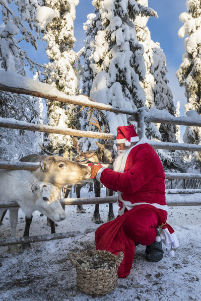 Santa Claus give food to young reindeer (Ruka, Kuusamo, Northern Ostrobothnia region, Lapland, Finland, Europe) (MR)