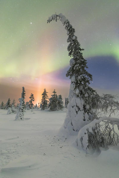 Northern lights at Pallas-Yllastunturi National Park (Muonio, Lapland, Finland, Europe)