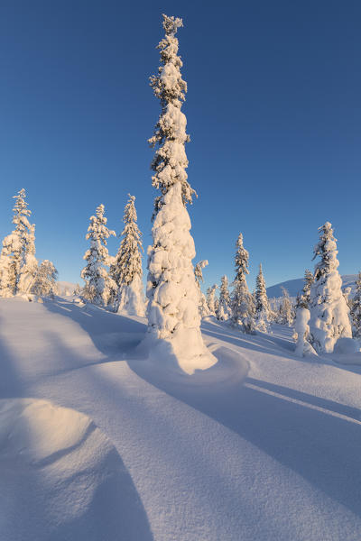 Snowed trees called Tykky at Pallas-Yllastunturi National Park (Muonio, Lapland, Finland, Europe)