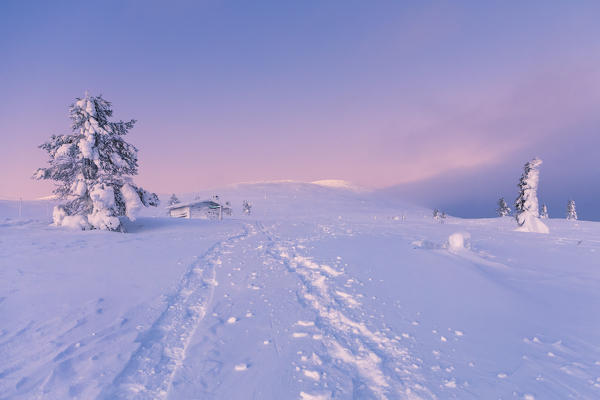 Frozen tree and log cabin at Pallas-Yllastunturi National Park (Muonio, Lapland, Finland, Europe)