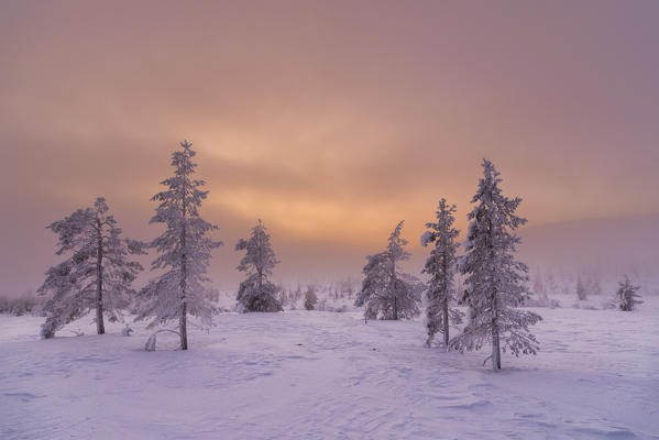 Frozen trees at Pallas-Yllastunturi National Park during twilight (Muonio, Lapland, Finland, Europe)