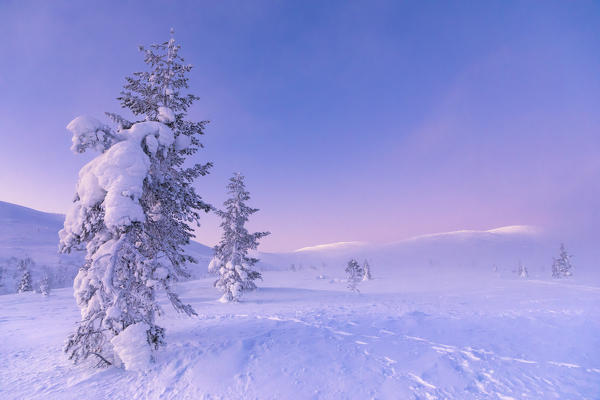 Frozen trees at Pallas-Yllastunturi National Park during sunset (Muonio, Lapland, Finland, Europe)