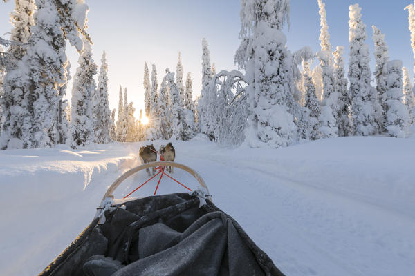 Dog sledding (Ruka, Kuusamo, Northern Ostrobothnia region, Lapland, Finland, Europe)