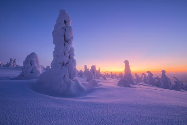 Frozen tree, called Tykky, in the snowy woods at Riisitunturi National Park (Posio, Lapland, Finland, Europe)
