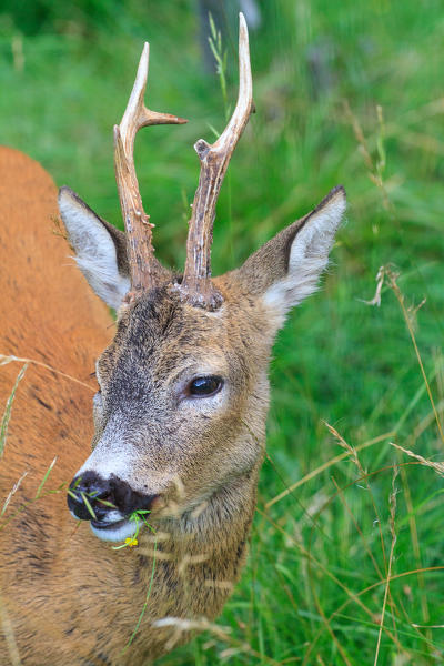 Roe deer portrait. Val di Funes, Trentino Alto Adige, Italy