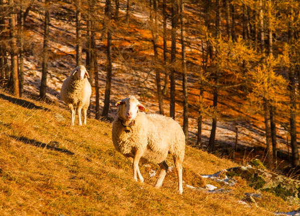 Sheeps in autumn - Lombardy - Italian Alps