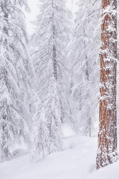 A larix's wood during a winter snowfall. Livigno, Sondrio district, Lombardy, Alps, Italy, Europe.