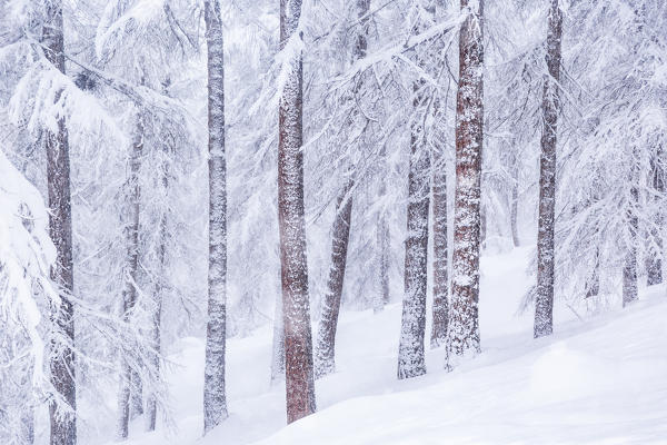 Alpine forest during a winter snowfall. Livigno, Sondrio district, Lombardy, Alps, Italy, Europe.