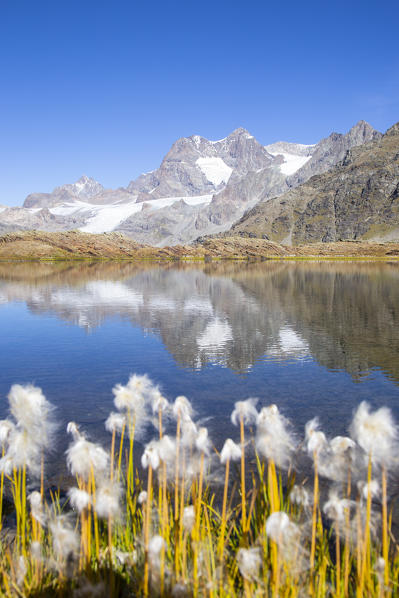 Eriophorum blooming in al alpine lake during summer in italian Alps. Confinale pass lake, Valmalenco valley, Sondrio district, Valtellina, Alps, Lombardy, Italy, Europe.