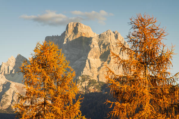 Europe, Italy, Veneto, Belluno. Pelmo mount between larix in autumn. Dolomites
