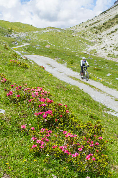 Mtb between tracks and summer flowering in Stelvio National Park, Valtellina, Lombardy, Italy, Europe