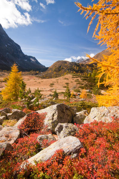 The colours of autumn  in Viola valley. Valdidentro - valtellina - Lombardy