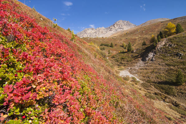 The red leafs of blueberry in autumn in the Valtellina mountains. Valdidentro - valtellina - Lombardy