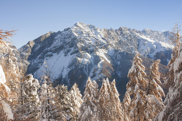 Reit peak and larches in autumn after first snowfall. Bormio - Valtellina - Lombardy