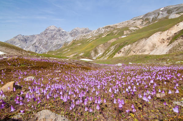 Soldanella's flowering in Forcola Valley, Stelvio, Valtellina, Lombardy