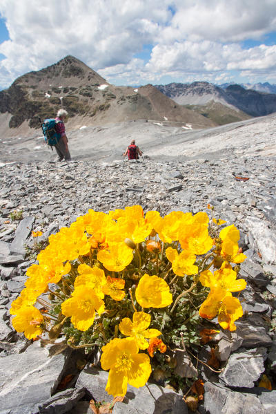 Alpine poppy flowering (Papaver alpinum) in Valtellina mountains. Stelvio pass - Lombardy 